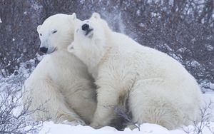 Превью обои полярные медведи, снег, зима, объятия, нежность