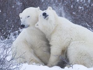 Превью обои полярные медведи, снег, зима, объятия, нежность