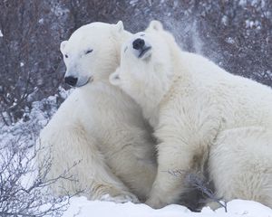 Превью обои полярные медведи, снег, зима, объятия, нежность