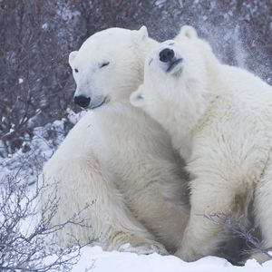 Превью обои полярные медведи, снег, зима, объятия, нежность