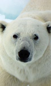 Превью обои полярный медведь, белый медведь, хищник