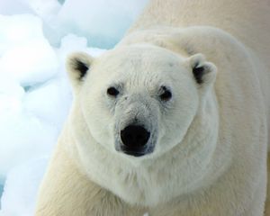 Превью обои полярный медведь, белый медведь, хищник