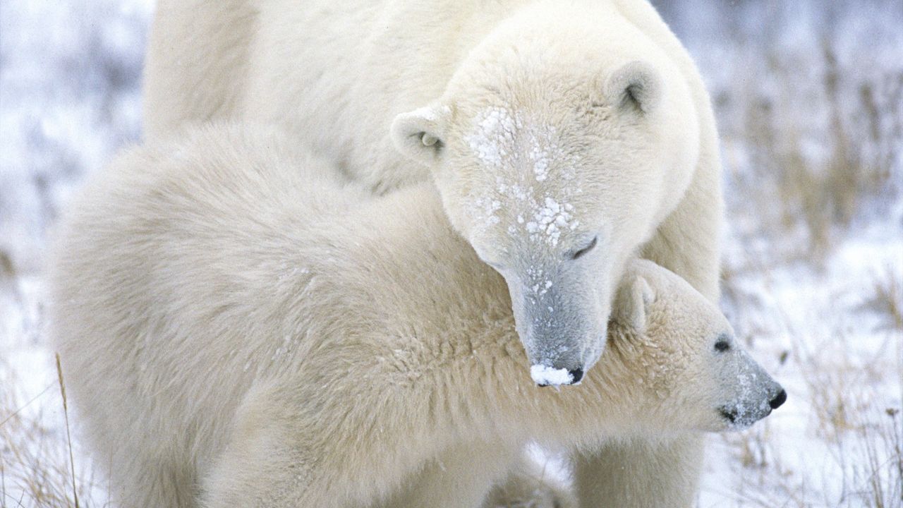 Обои полярный медведь, детеныш, забота, снег, мех