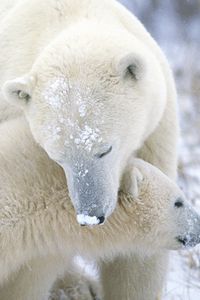 Превью обои полярный медведь, детеныш, забота, снег, мех