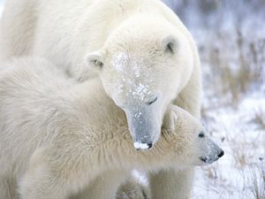 Превью обои полярный медведь, детеныш, забота, снег, мех
