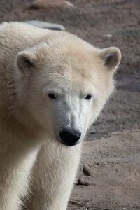 Превью обои полярный медведь, медведь, белый, животное