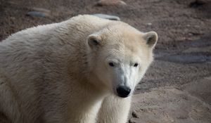 Превью обои полярный медведь, медведь, белый, животное