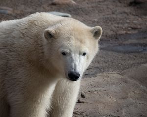 Превью обои полярный медведь, медведь, белый, животное