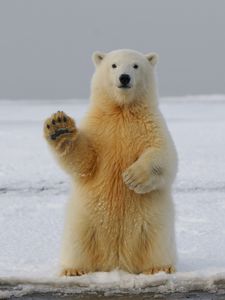 Превью обои полярный медведь, медведь, лапа, забавный