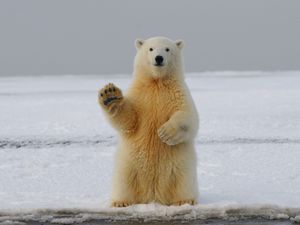 Превью обои полярный медведь, медведь, лапа, забавный