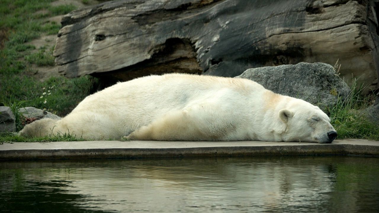Обои полярный медведь, медведь, лежать, сон, вода