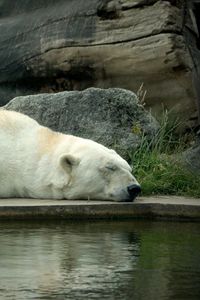Превью обои полярный медведь, медведь, лежать, сон, вода