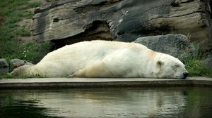 Превью обои полярный медведь, медведь, лежать, сон, вода