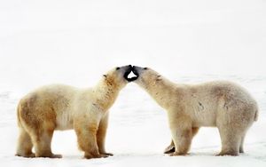 Превью обои полярный медведь, медведь, пара, забота, семья, нежность