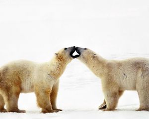 Превью обои полярный медведь, медведь, пара, забота, семья, нежность