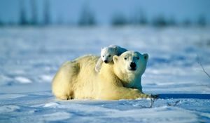Превью обои полярный медведь, медведь, пара, детеныш, снег, забота