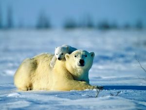 Превью обои полярный медведь, медведь, пара, детеныш, снег, забота