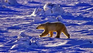 Превью обои полярный медведь, медведь, прогулка, тень, снег