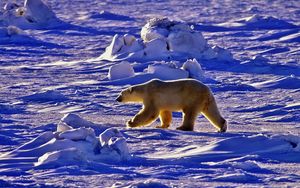 Превью обои полярный медведь, медведь, прогулка, тень, снег