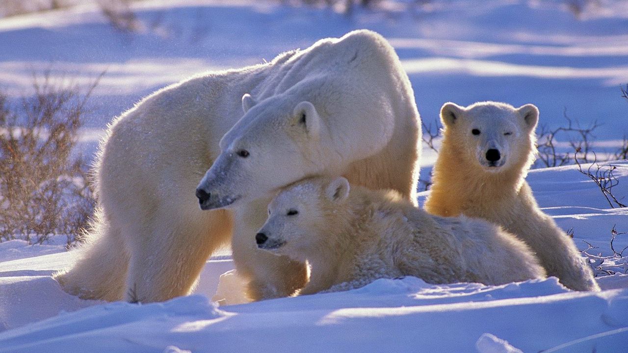 Обои полярный медведь, медведь, семья, детеныши, снег, прогулка
