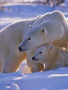 Превью обои полярный медведь, медведь, семья, детеныши, снег, прогулка