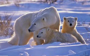 Превью обои полярный медведь, медведь, семья, детеныши, снег, прогулка
