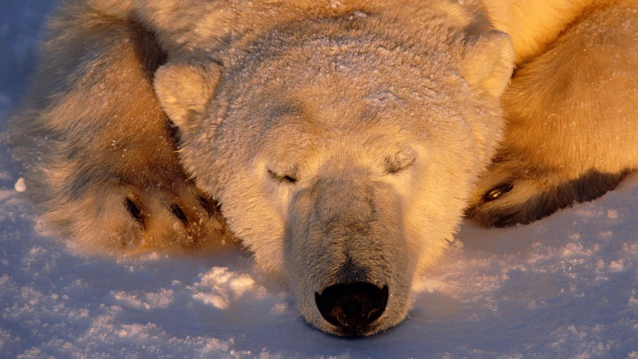 Обои полярный медведь, медведь, сон, морда, снег