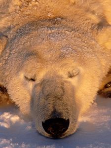 Превью обои полярный медведь, медведь, сон, морда, снег