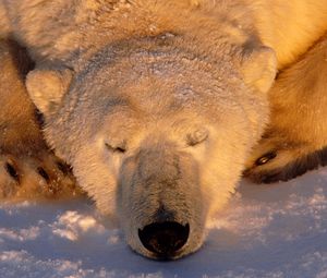 Превью обои полярный медведь, медведь, сон, морда, снег