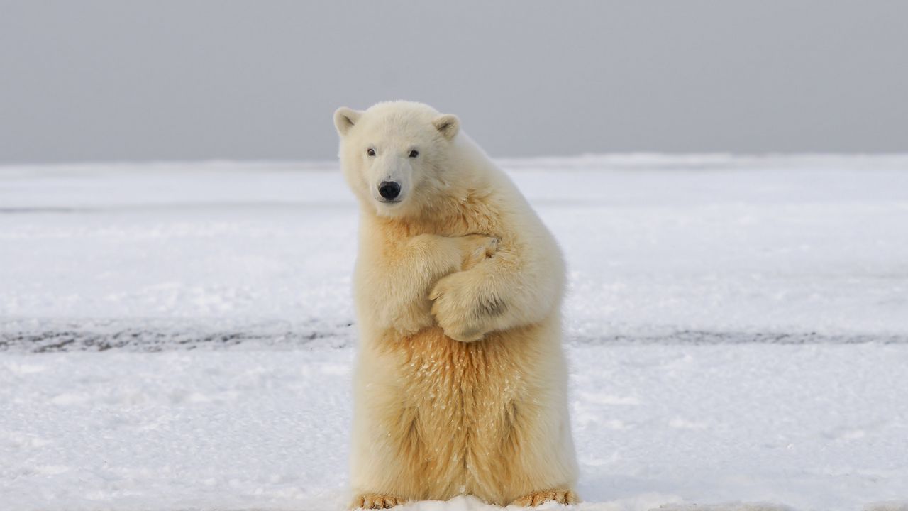 Обои полярный медведь, медведь, забавный, лед, снег