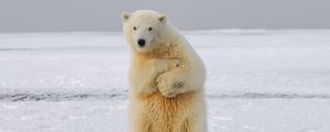 Превью обои полярный медведь, медведь, забавный, лед, снег