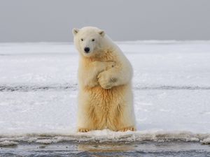 Превью обои полярный медведь, медведь, забавный, лед, снег