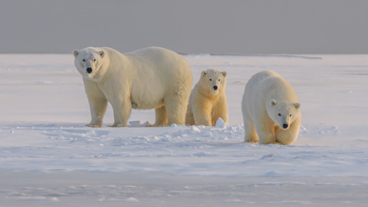 Обои полярный медведь, медведь, животное, белый, снег