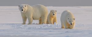 Превью обои полярный медведь, медведь, животное, белый, снег