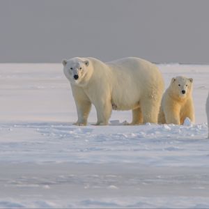 Превью обои полярный медведь, медведь, животное, белый, снег