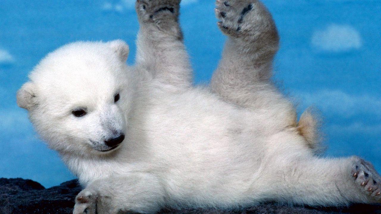 Обои полярный медведь, медвежонок, детеныш, игривый, лапы, лежать