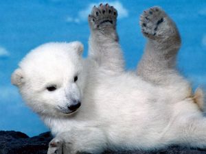Превью обои полярный медведь, медвежонок, детеныш, игривый, лапы, лежать