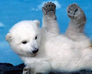 Превью обои полярный медведь, медвежонок, детеныш, игривый, лапы, лежать