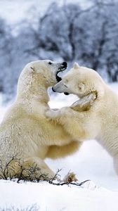 Превью обои полярный медведь, пара, игривый, снег