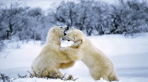 Превью обои полярный медведь, пара, игривый, снег