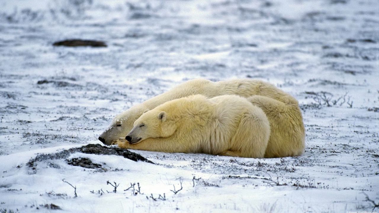 Обои полярный медведь, пара, сон, снег, лежать