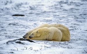 Превью обои полярный медведь, пара, сон, снег, лежать