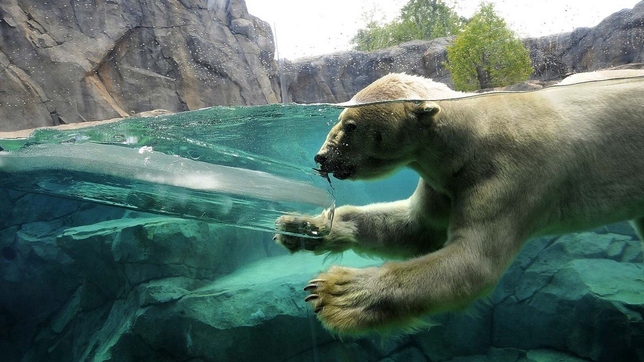 Обои полярный медведь, подводный, плавать, малыш, детеныш