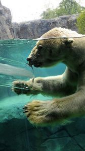 Превью обои полярный медведь, подводный, плавать, малыш, детеныш