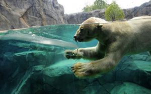 Превью обои полярный медведь, подводный, плавать, малыш, детеныш