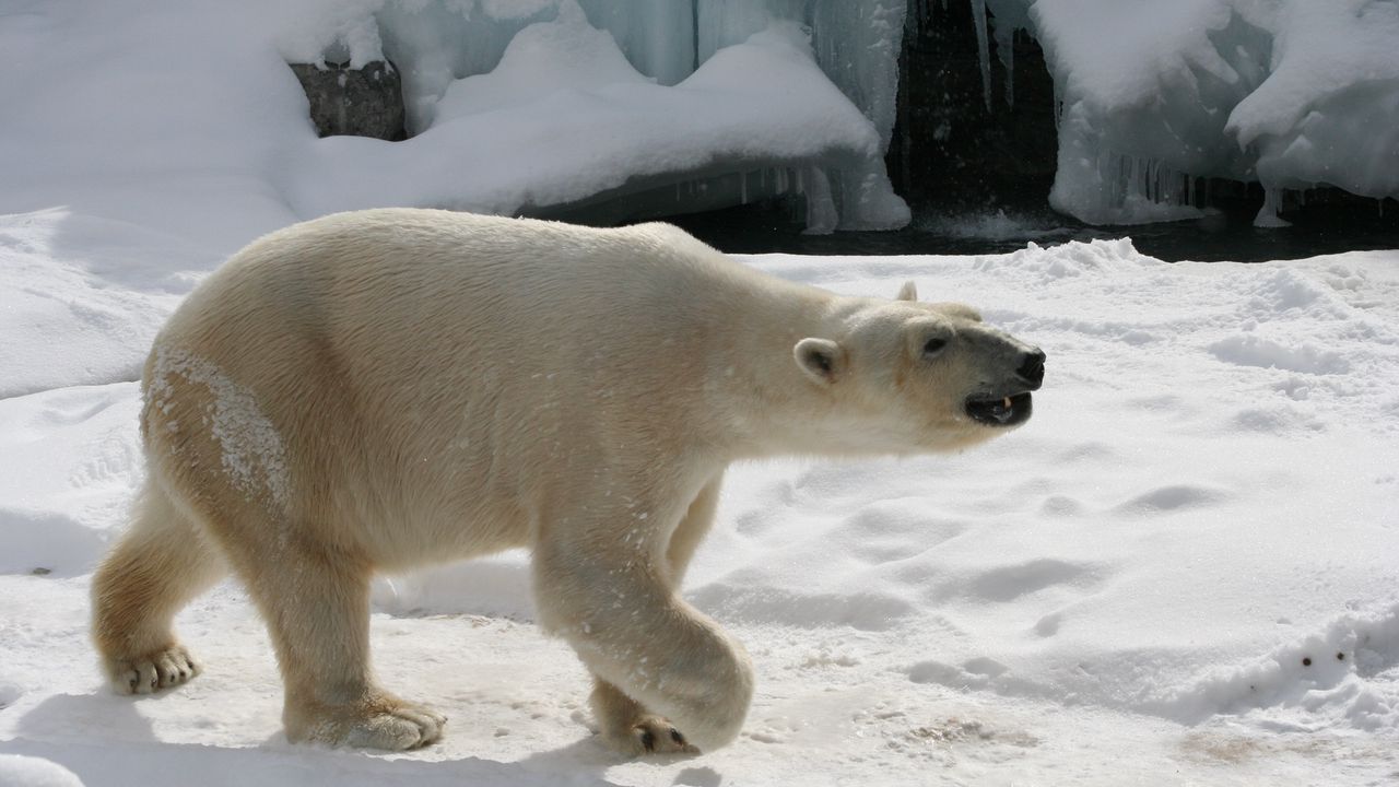 Обои полярный медведь, снег, следы