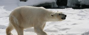 Превью обои полярный медведь, снег, следы