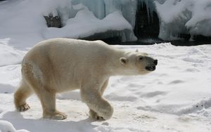 Превью обои полярный медведь, снег, следы