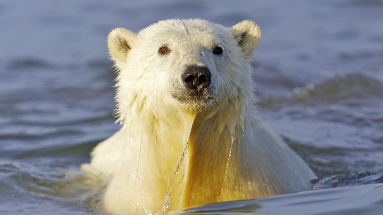 Обои полярный медведь, вода, морда, плавать