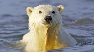 Превью обои полярный медведь, вода, морда, плавать